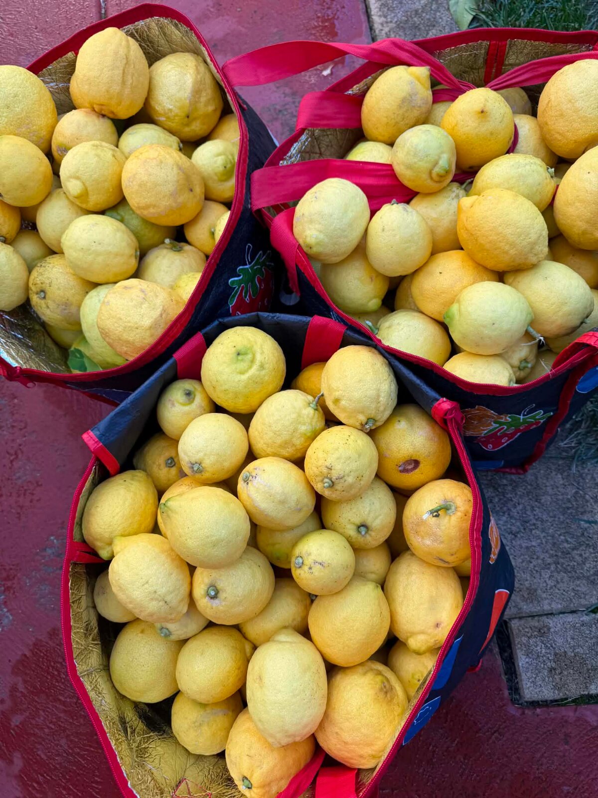 Lemons picked from Silvia's tree in Melbourne