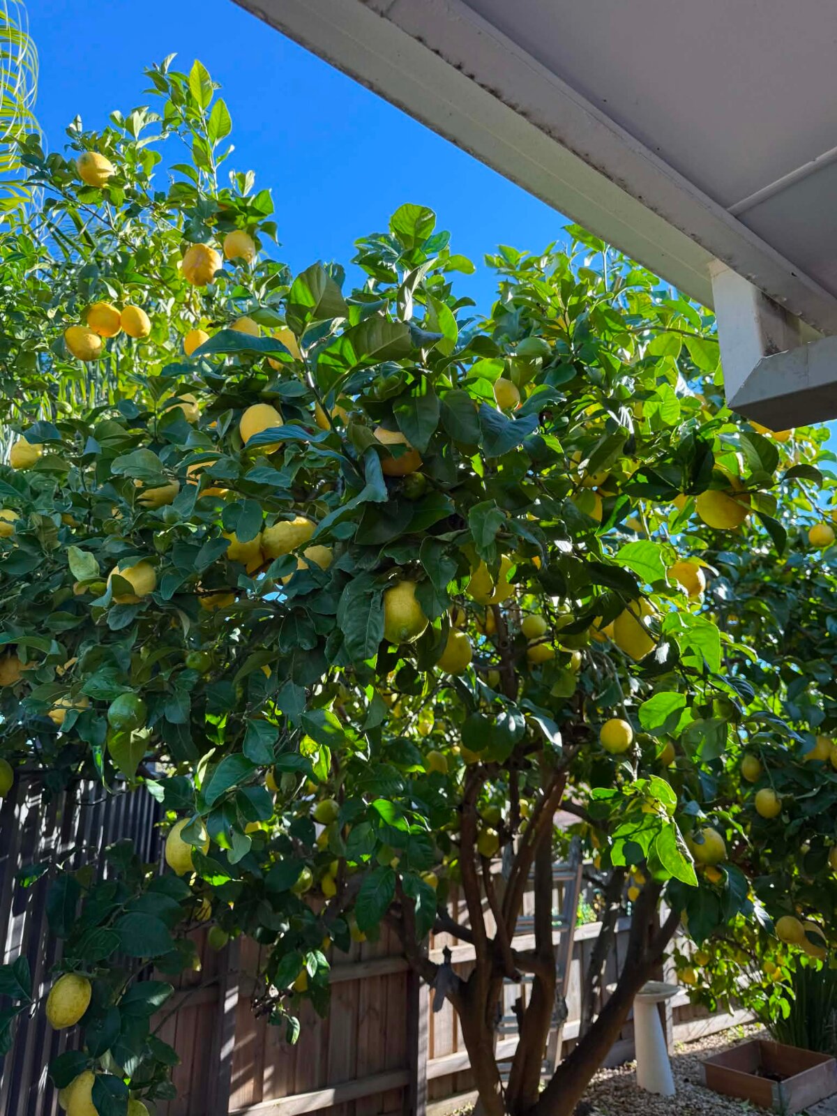 Preparing lemons for preserving