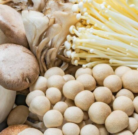 Gourmet Shiitake and Oyster mushrooms from Divine Mushrooms